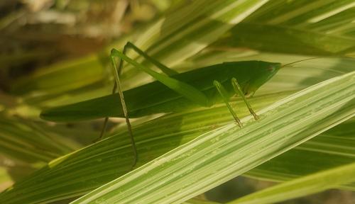 Réf. 221 567 : Ruspolia nitidula